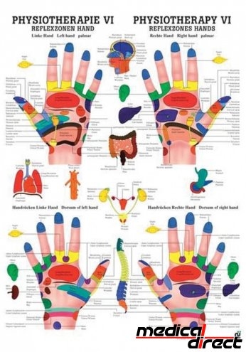 Anatomische poster: Fysiotherapie reflexzonen hand